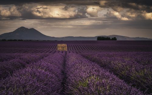 затерялся в полях