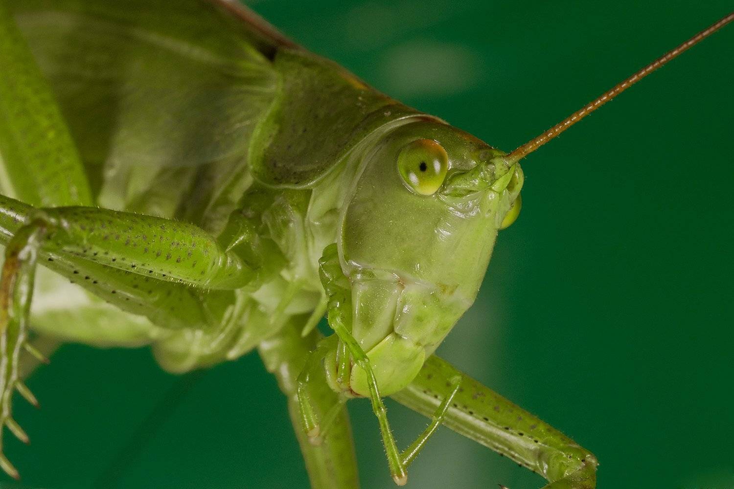 кузнечик, насекомое, макро, Борис Фотомания