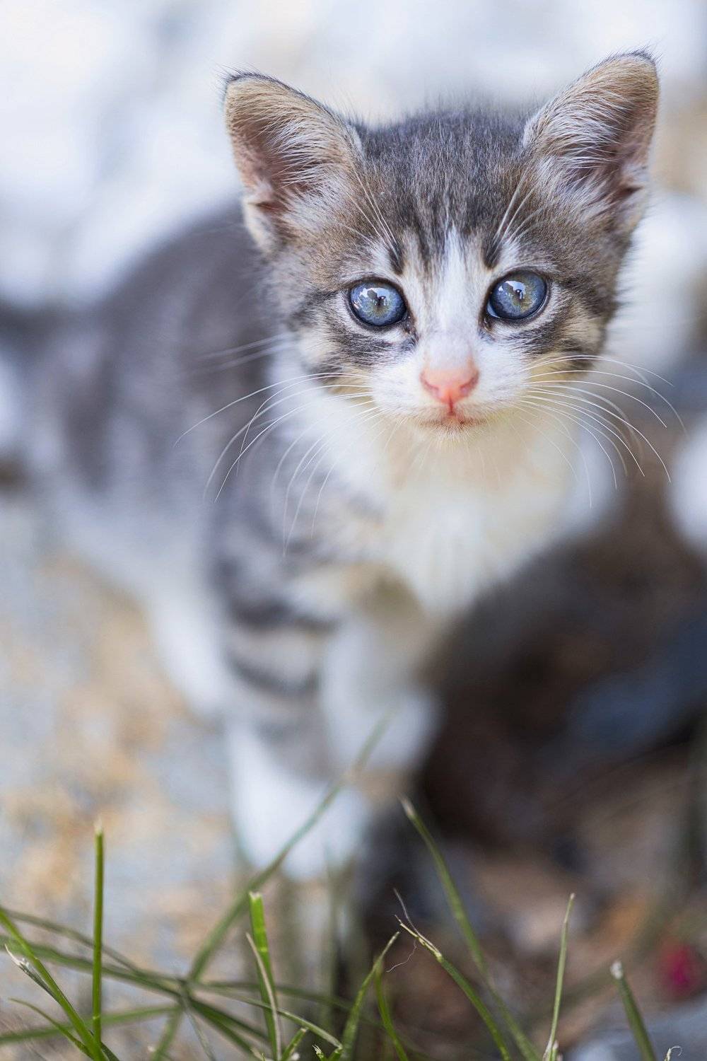 babycat, Murat Sahin