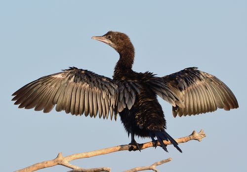 Little cormorant