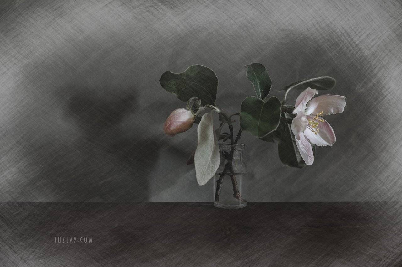 весна во флаконе, пузырек, розовые цветки, цветки айвы, Владимир Тузлай