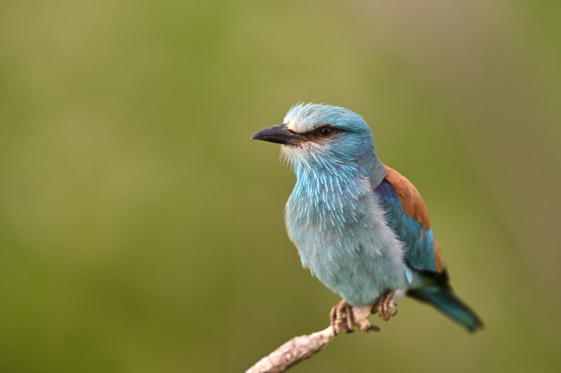 bird, birding, birdwatching, wild, wildlife, roller, european roller, Eye to eye фото превью