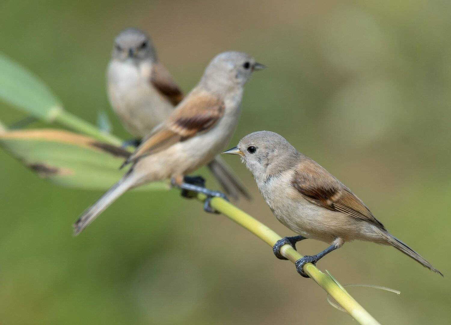 птицы,природа,лето, Андрей Киселёв