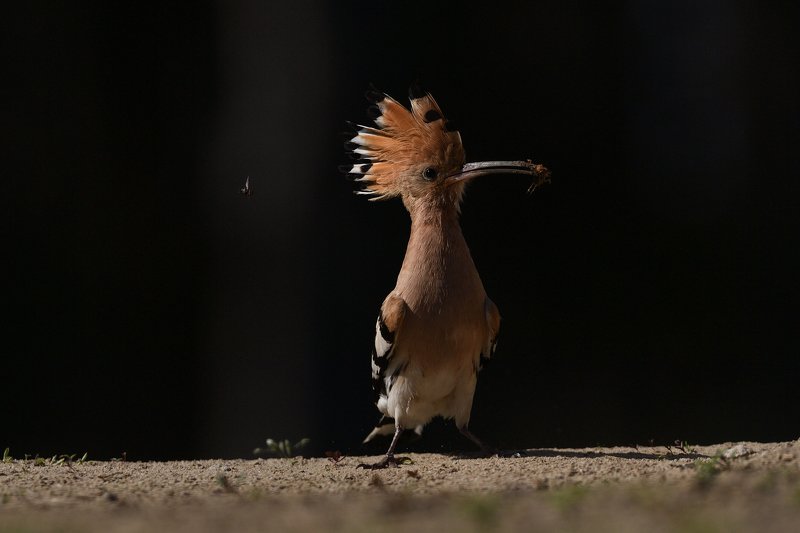 Everyone has their flies фото превью