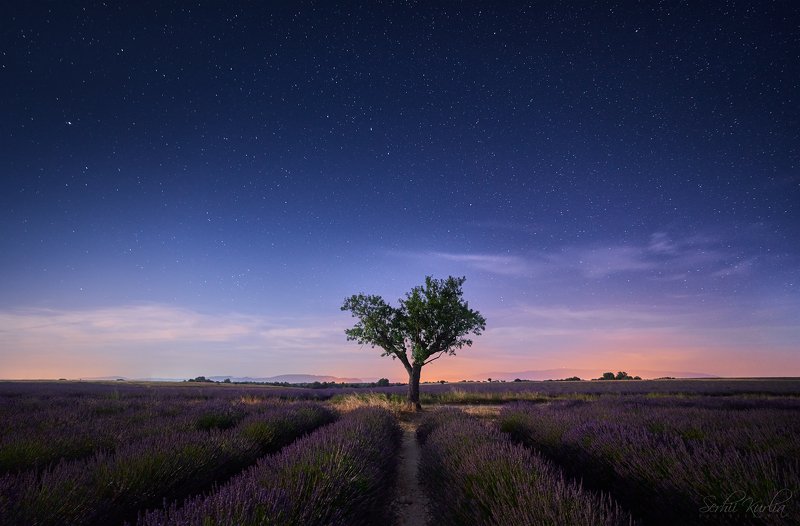 .. through the purple field to the stars фото превью
