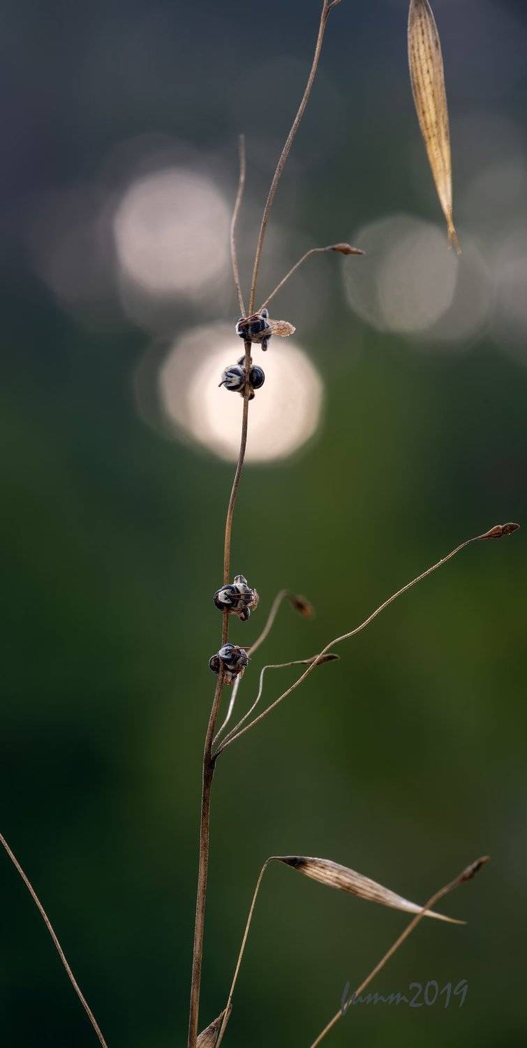 , Игорь ФУММ