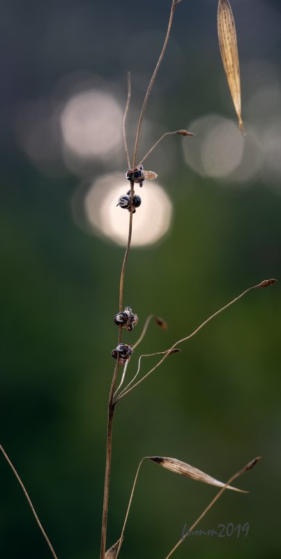 СПАЛЕНКА фото превью