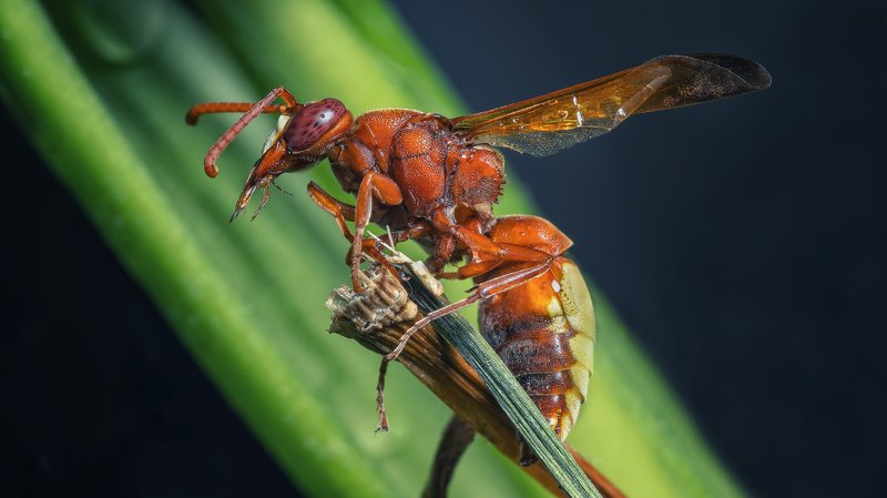 К полёту готов.. фото превью