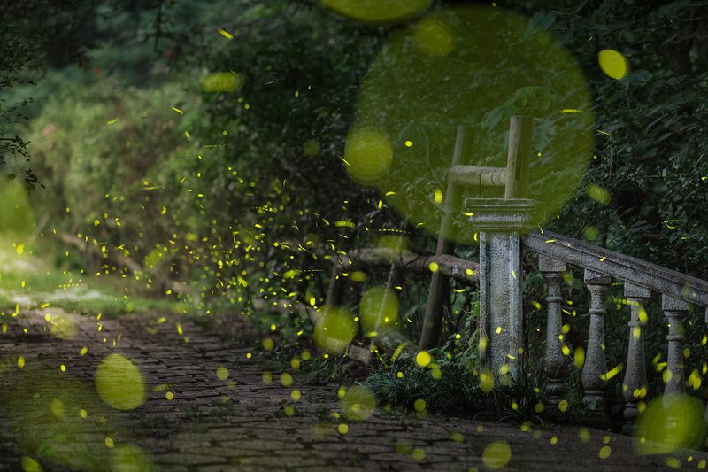 nanjing Fireflies фото превью