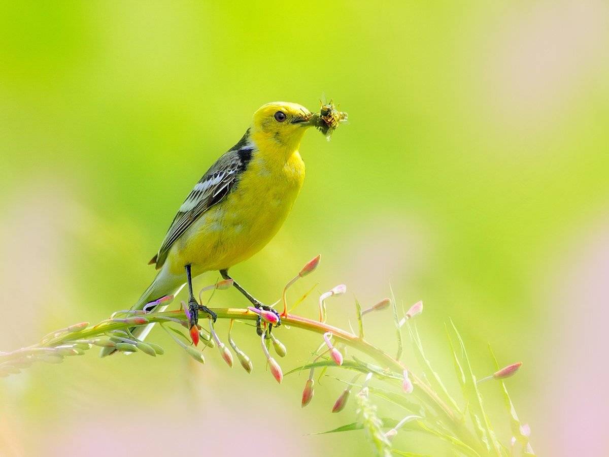 природа, фотоохота, трясогузка, птицы, животные, цветы, лето, vladilenoff