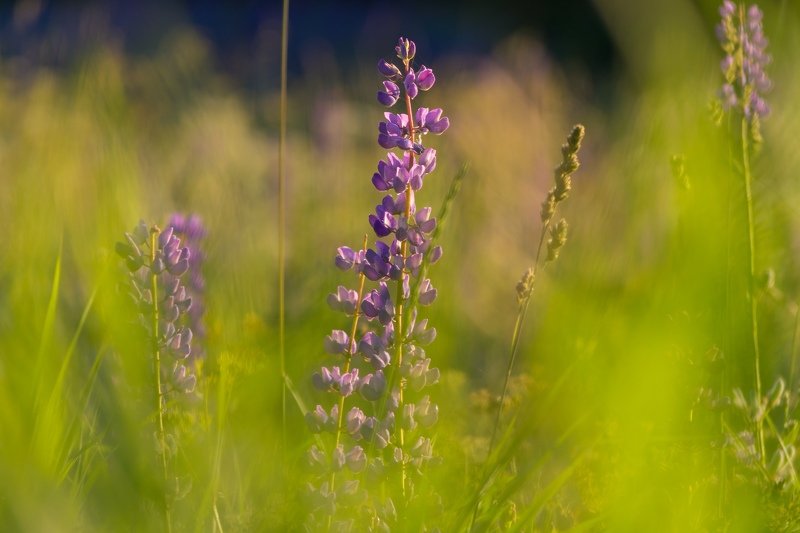цветы, свет, солнце, люпины, природа Люпины фото превью
