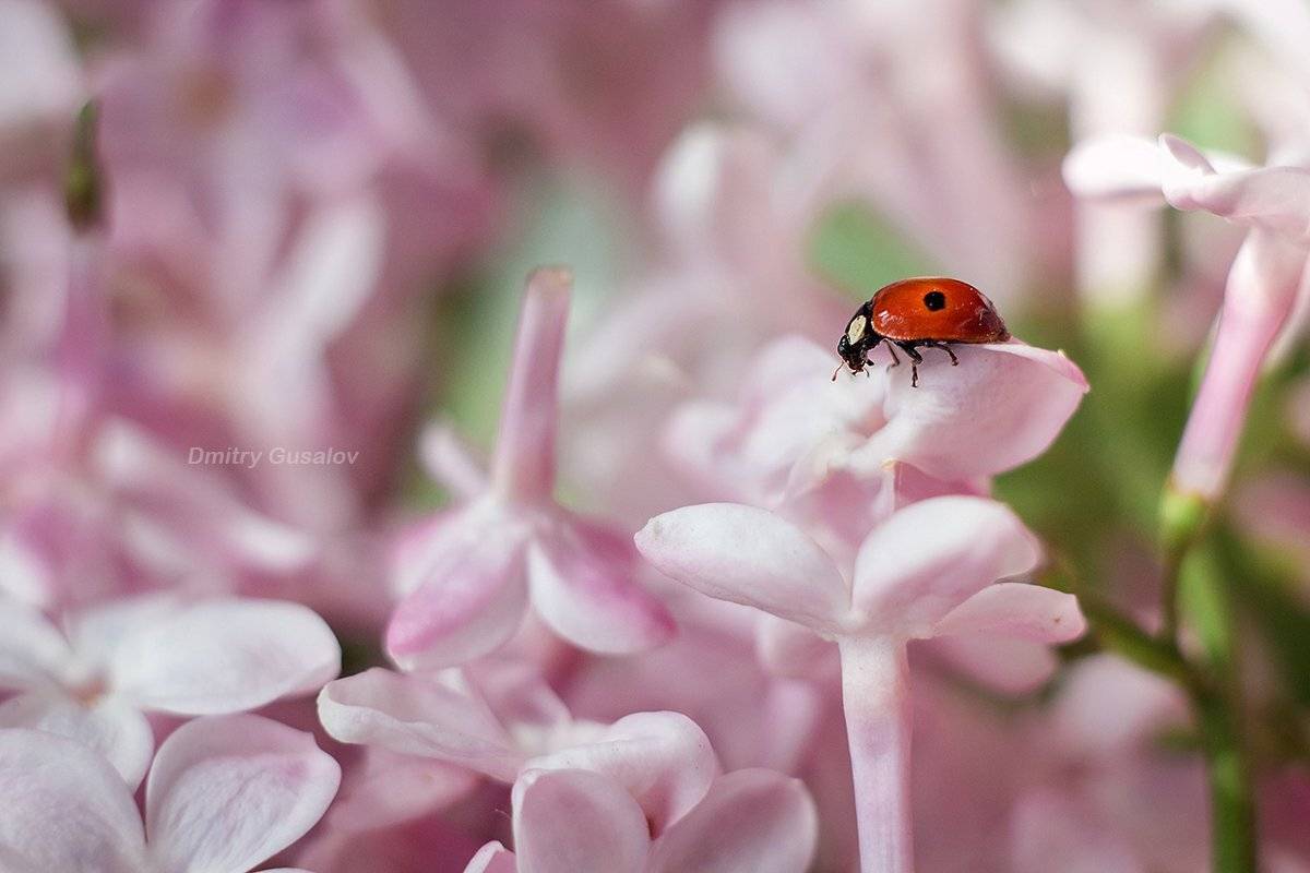 макро, природа, весна, макросъёмка, макрофотография, растение, цветы, жизнь, макромир, Дмитрий Гусалов
