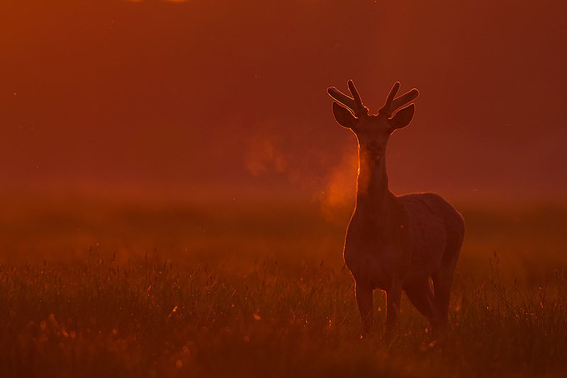 Wydech фото превью
