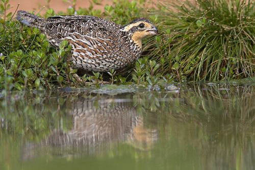 Northern Bobwhite - Виргинская американская куропатка