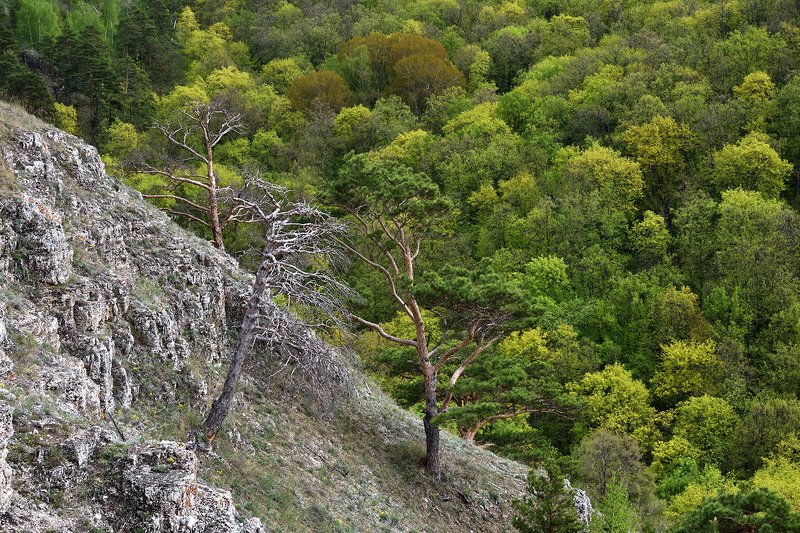 жигулёвские горы и волга Жигулёвские горы и Волга фото превью