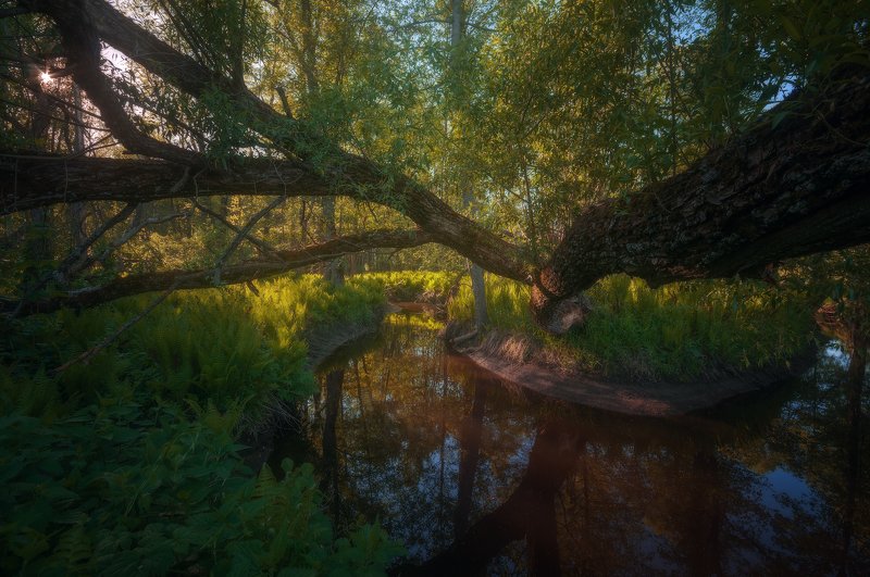 Таинственный лес фото превью