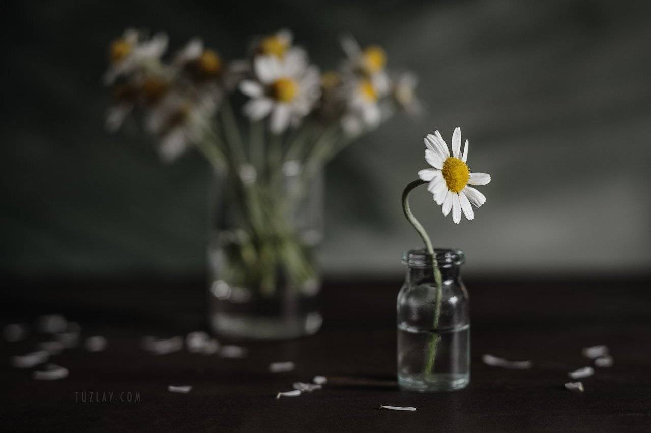 ромашки, белые ромашки, софт фокус, боке, весна во флаконе, пузырёк, Владимир Тузлай