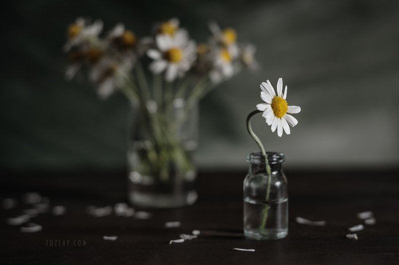 И снова про ромашки на столе... фото превью