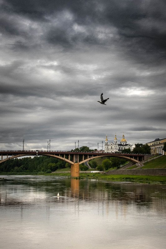 Чайка фото превью