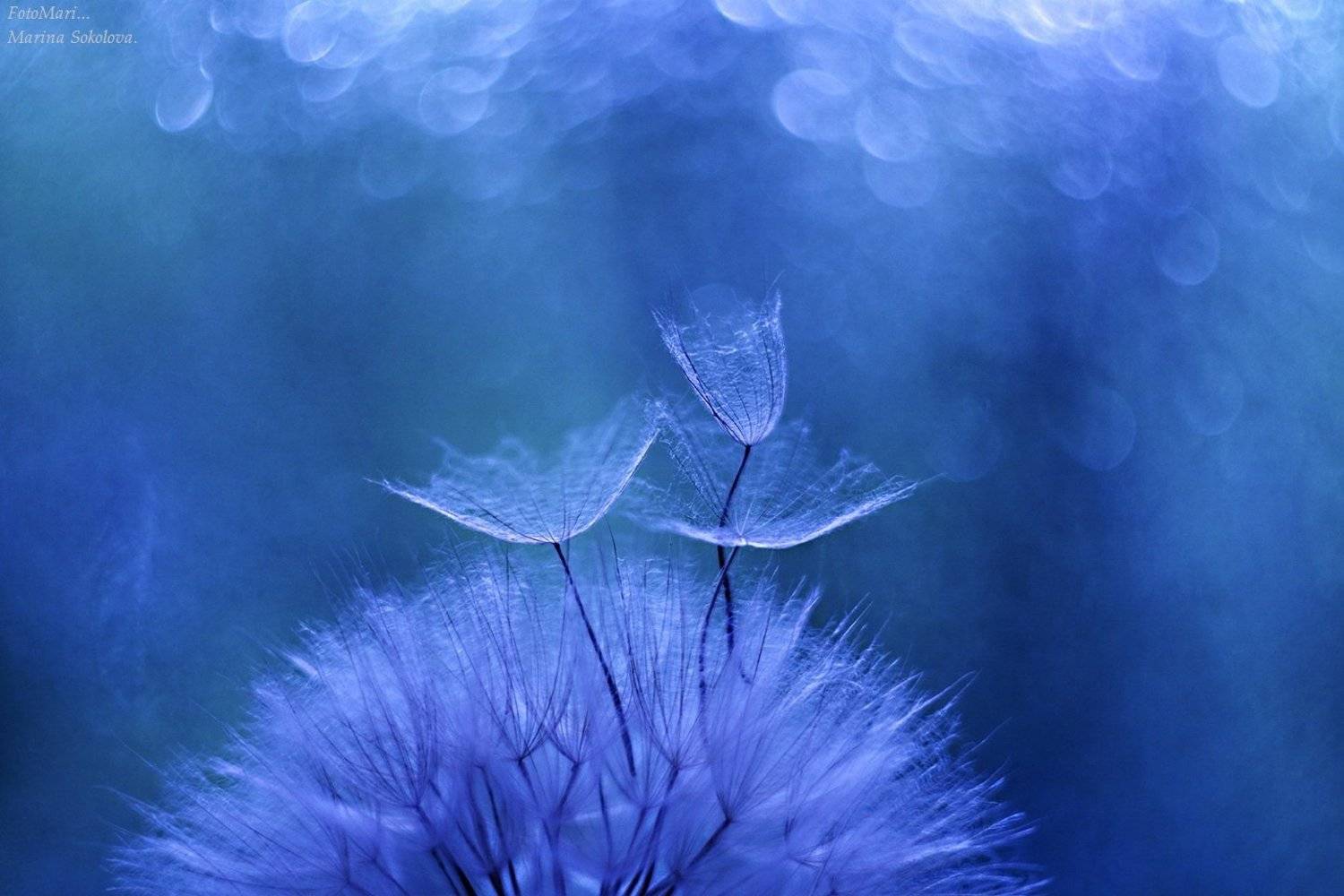 , Марина Соколова