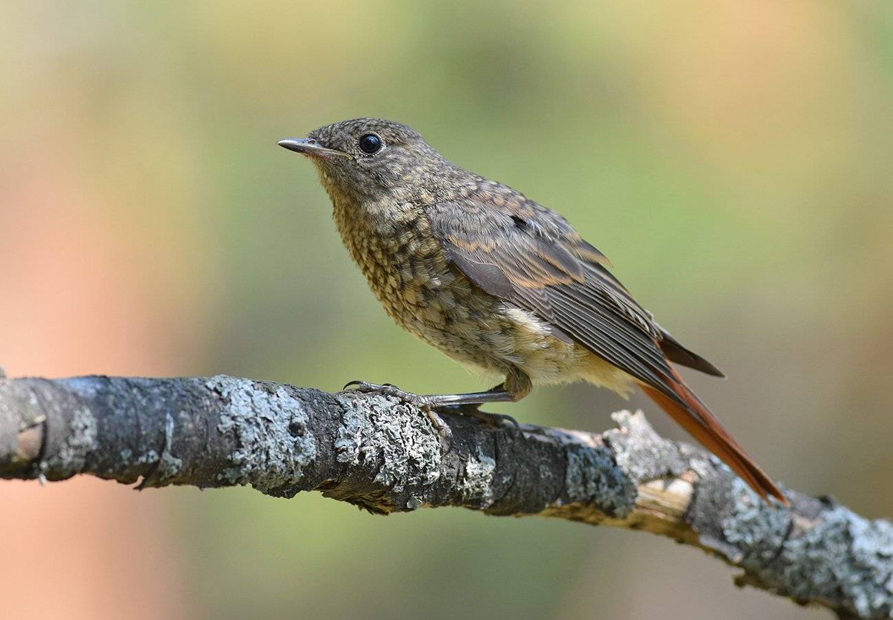 горихвостка,слёток,бор, Иван