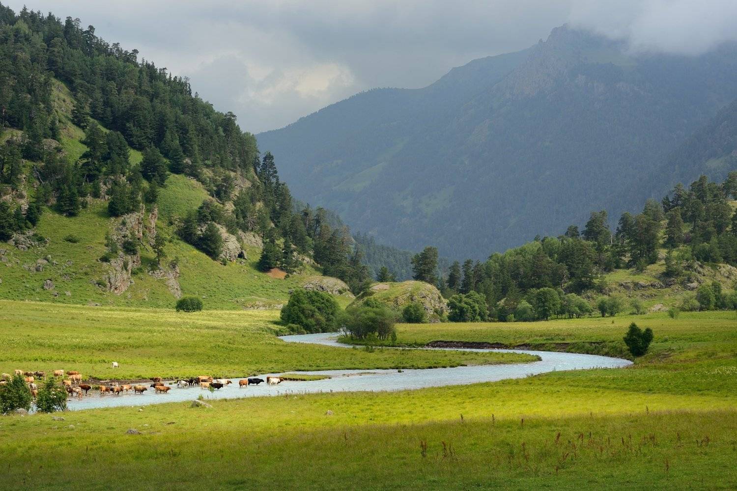 горы лето кавказ маруха коровы, Александр Жарников
