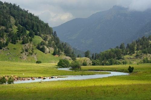 Коровы на курорте