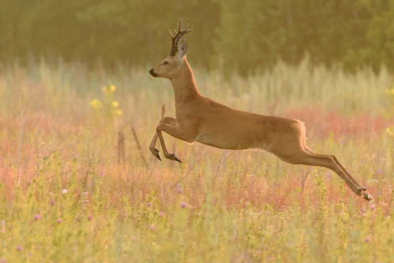 косуля косуля фото превью