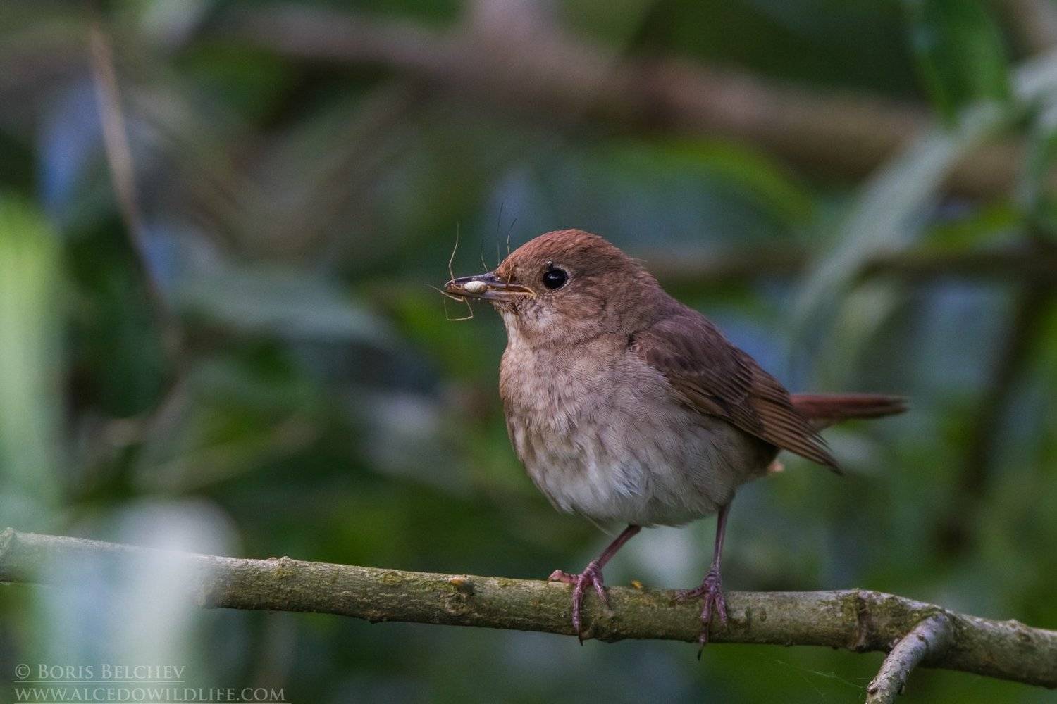 , Борис Белчев