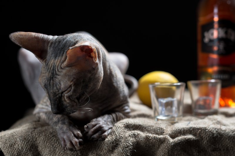 ВСЁ.... Больше не могу... фото превью