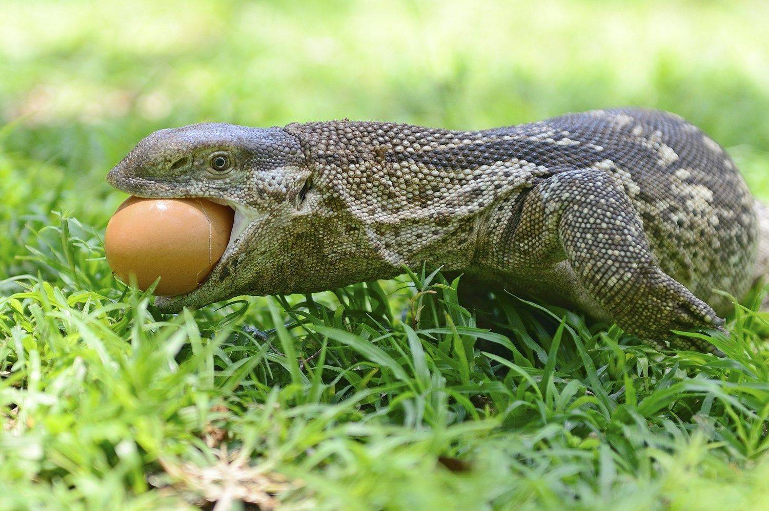 , Алексей Тищенко