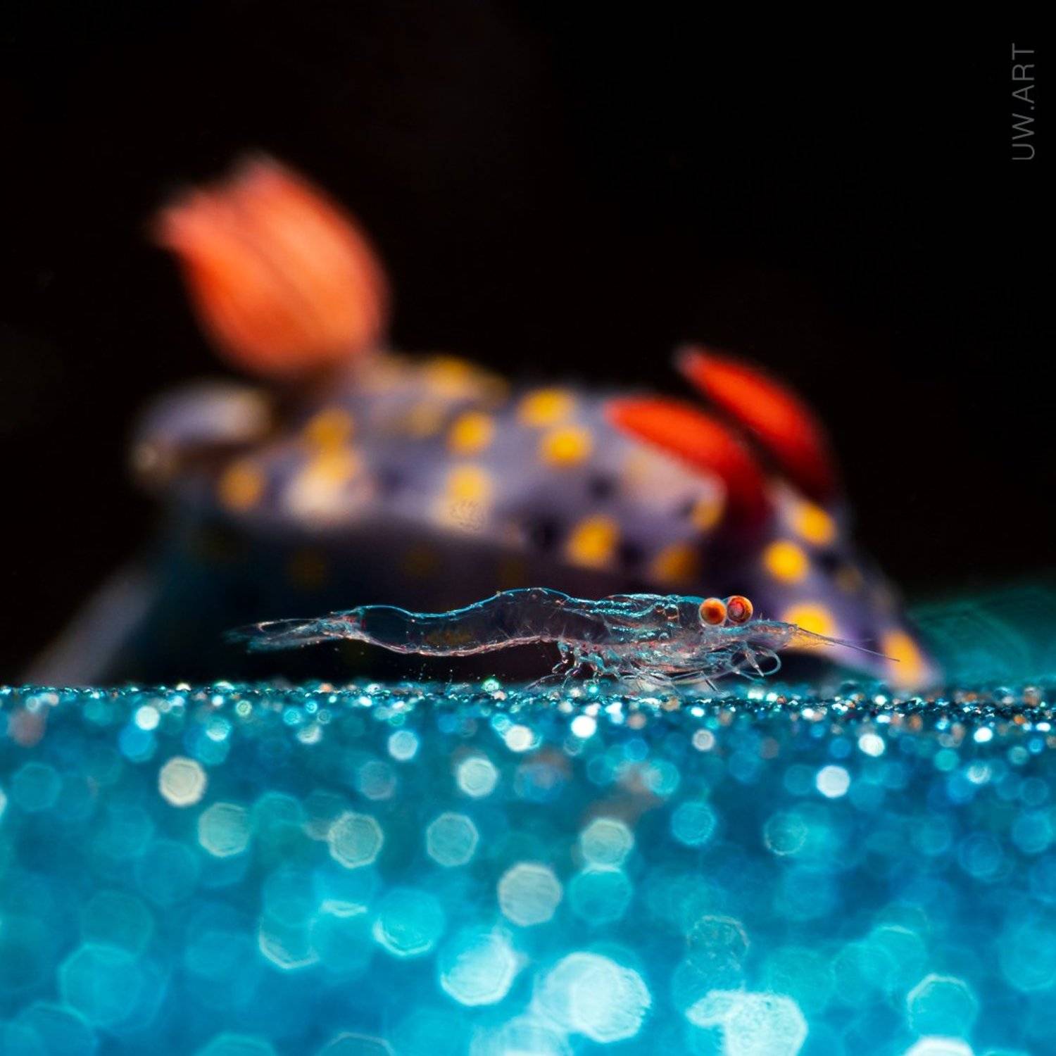 nudibranch, shrimp, night, closeup, macro, blue, couple, Андрей Савин