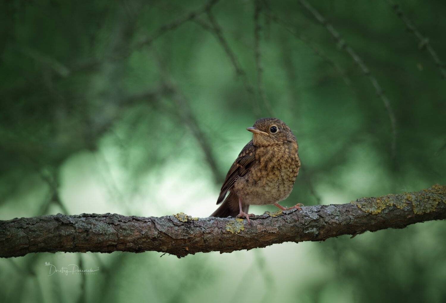природа, лес, животные, птицы, Дмитрий Посевич
