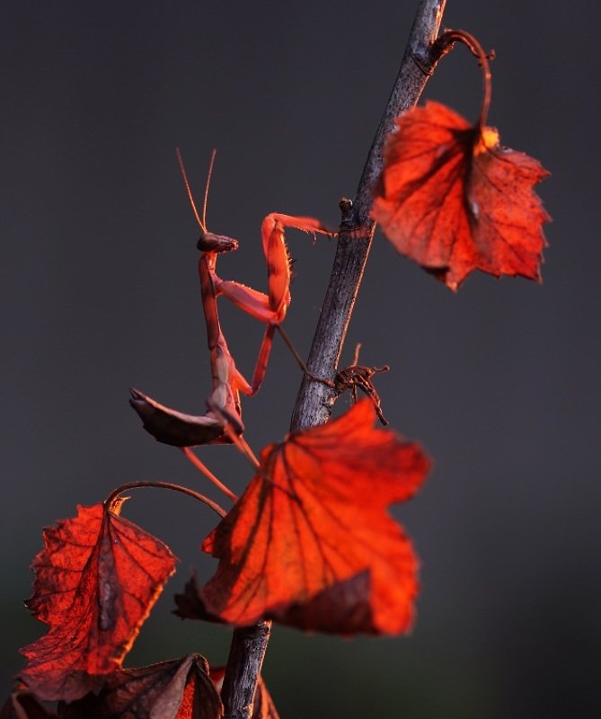 На закате фото превью