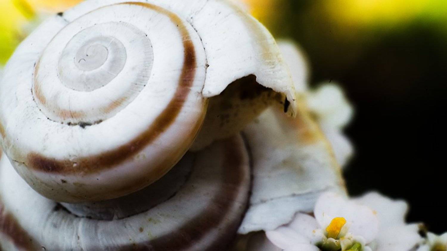 , Иван Манкевич