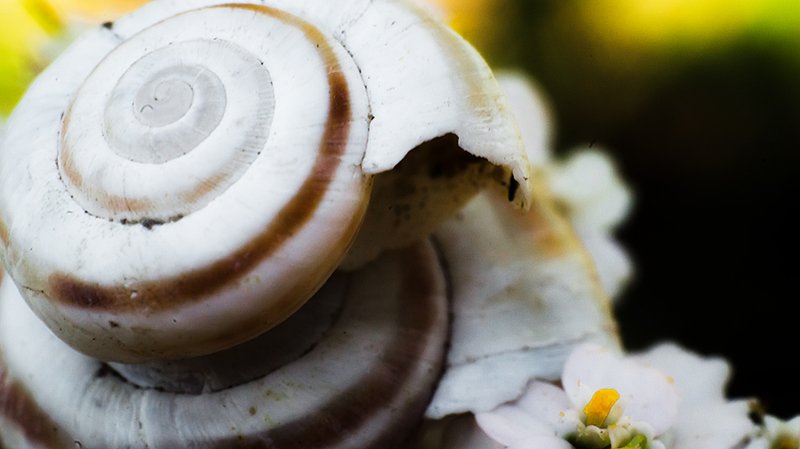 Сечение фото превью