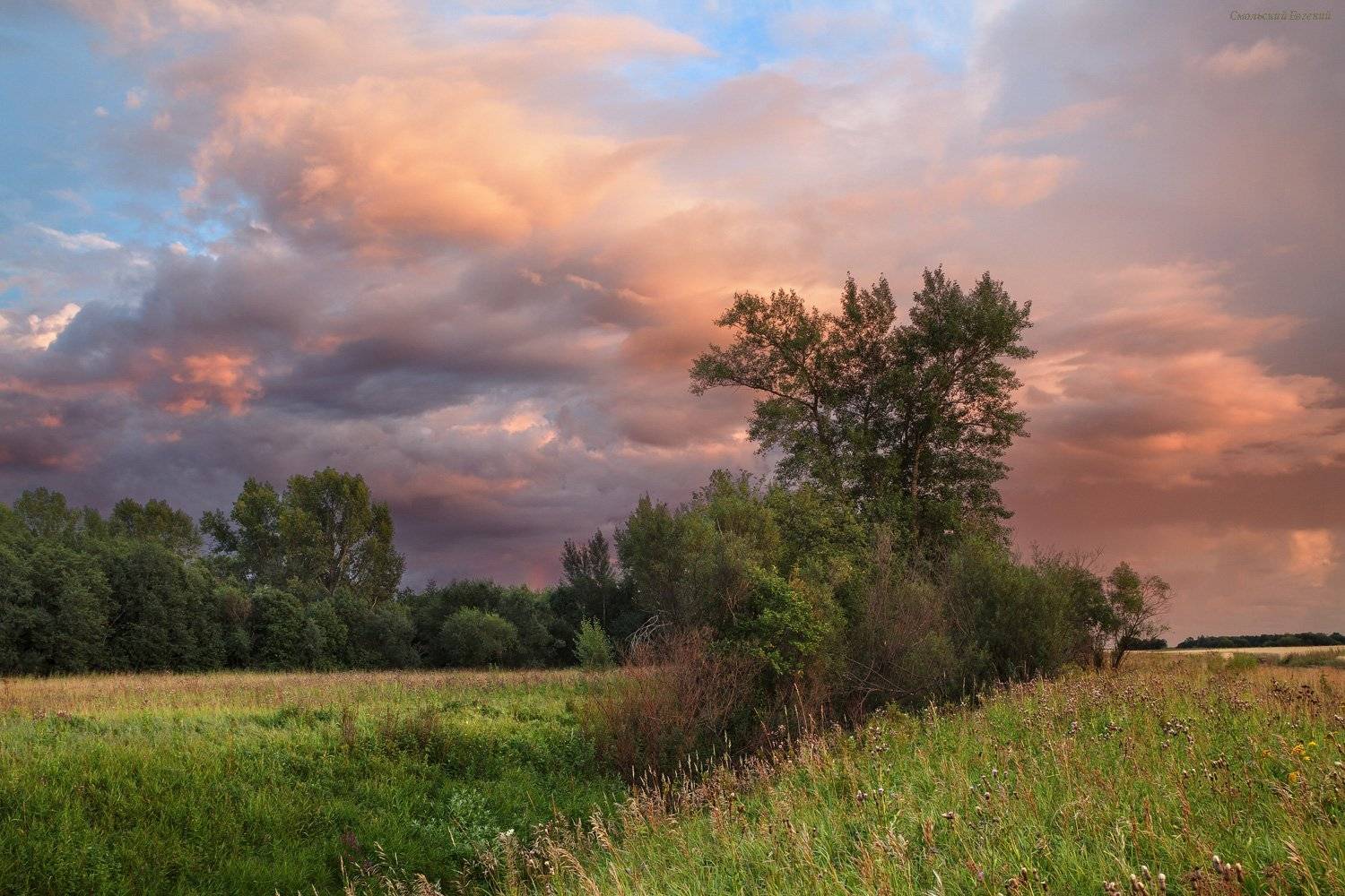 лето, закат, поле, тополь, поляна, небо, Смольский Евгений