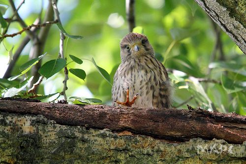 Всем привет!