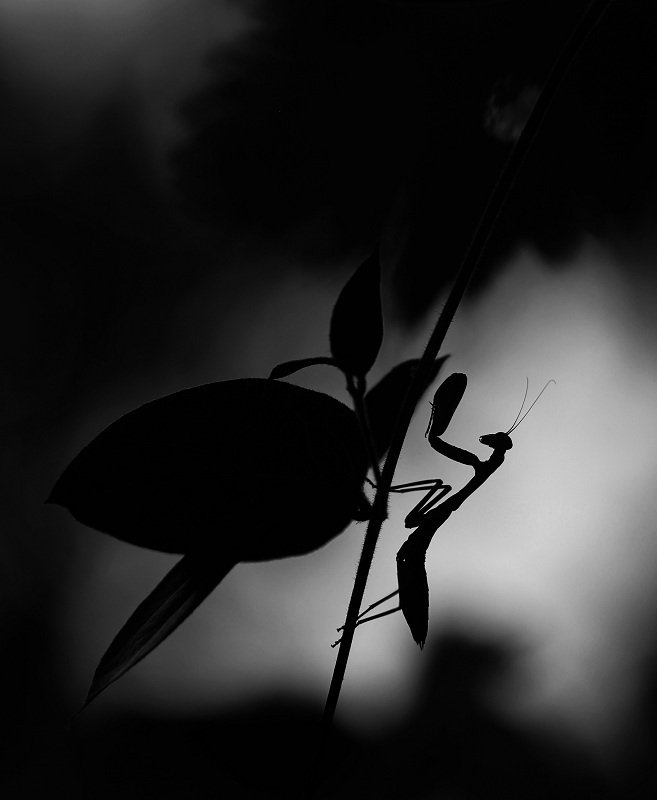 богомол После заката фото превью