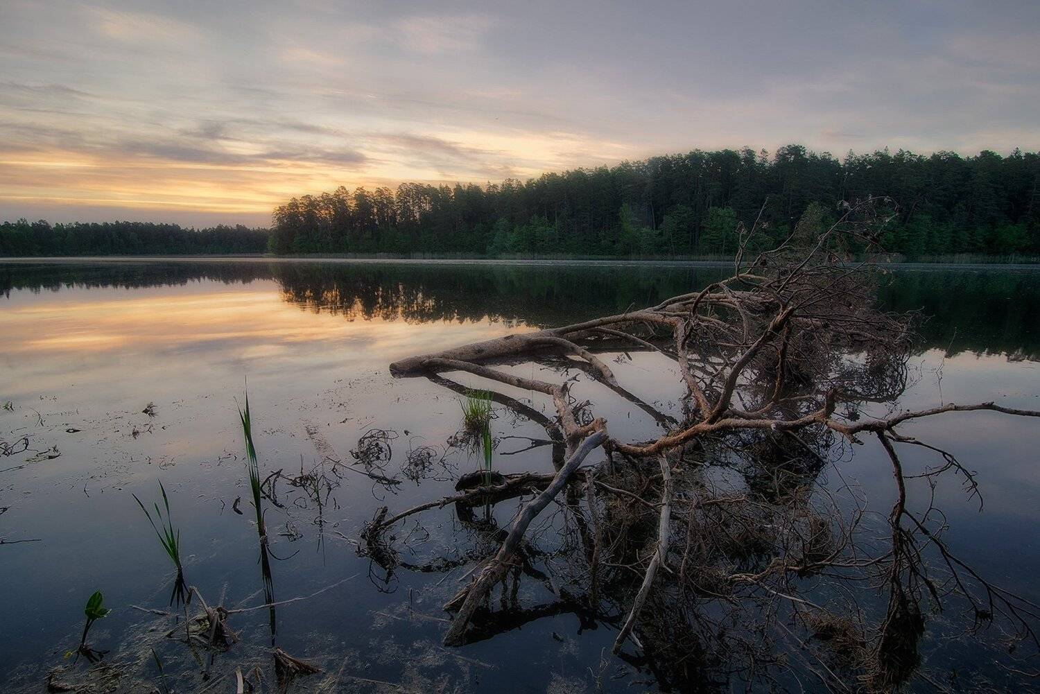 , Федотов Антон