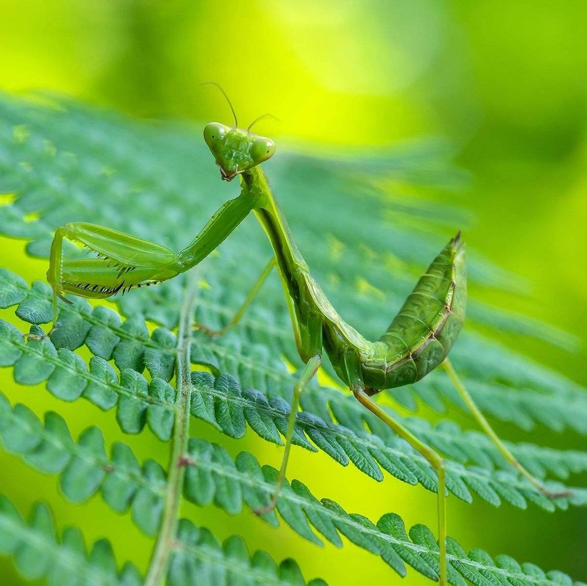 , Александр Земляной