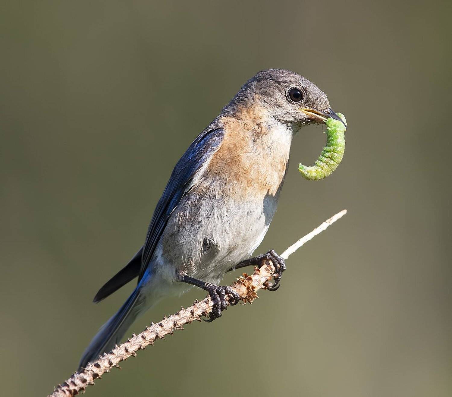 восточная сиалия, eastern bluebird, bluebird, Elizabeth Etkind