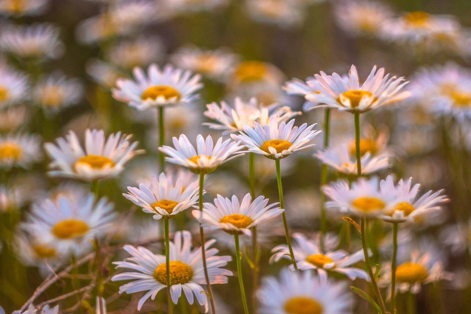 ромашки, лето, закат, цветы, Руслан Востриков