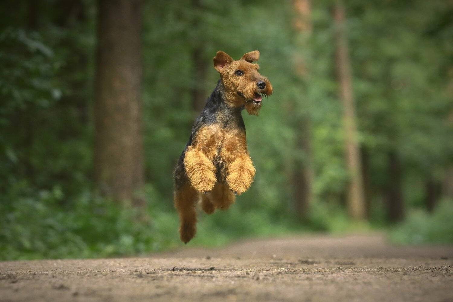 , Андрей Ершов