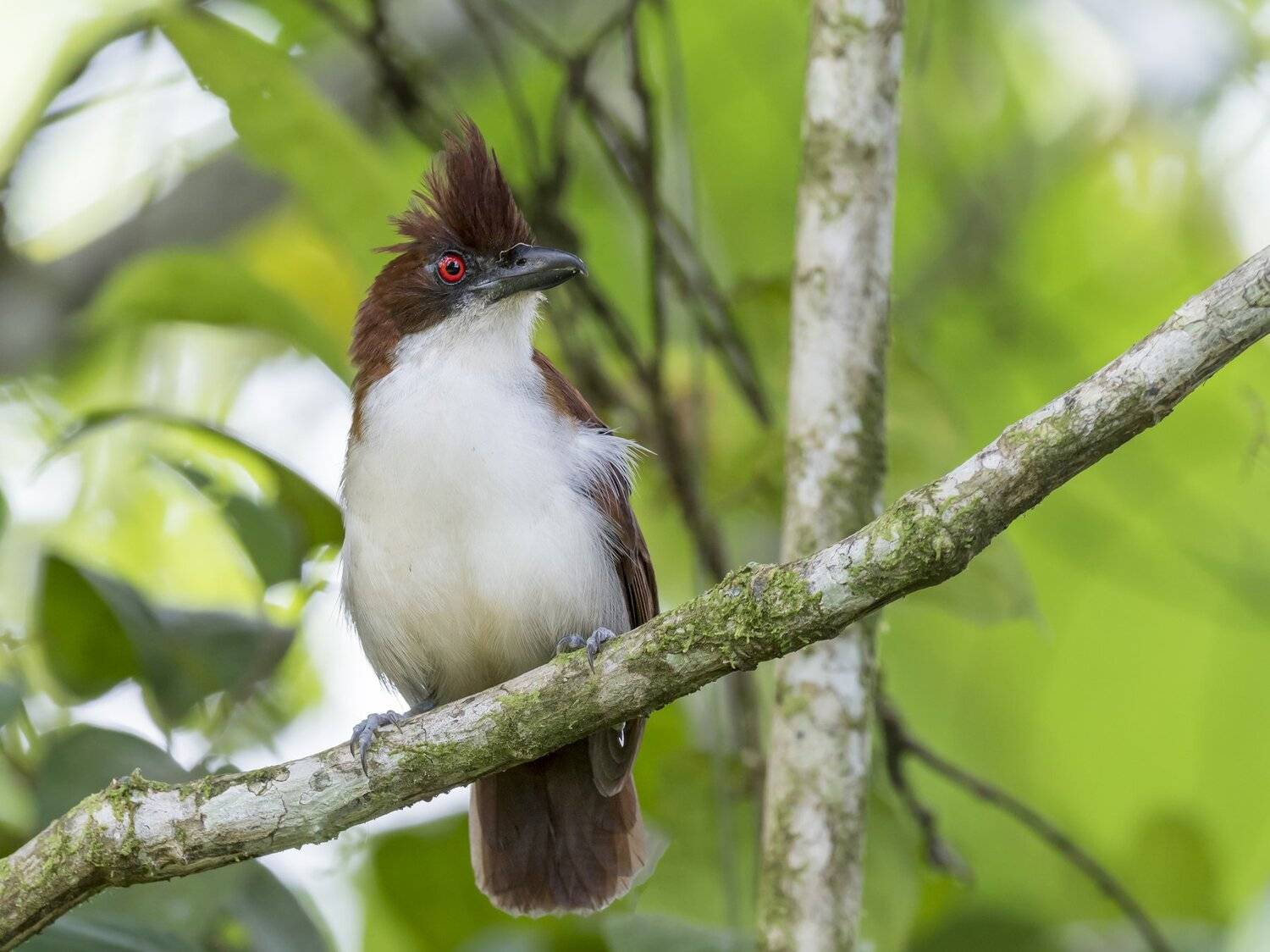 , Fernando Burgalin Sequeira