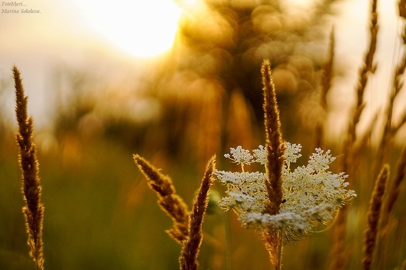 Зарисовки на закате. фото превью