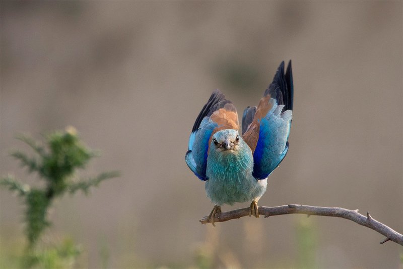 Сизоворонка фото превью
