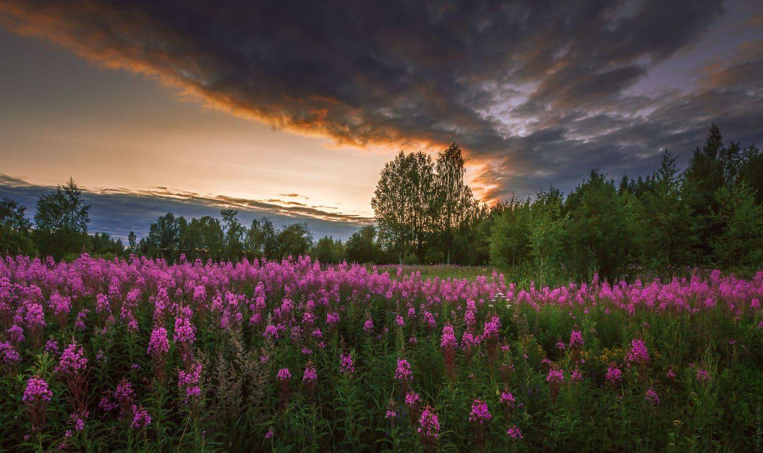 , Евгений Луцко