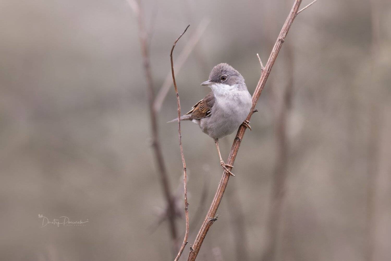 природа, лес, животные, птицы, Дмитрий Посевич