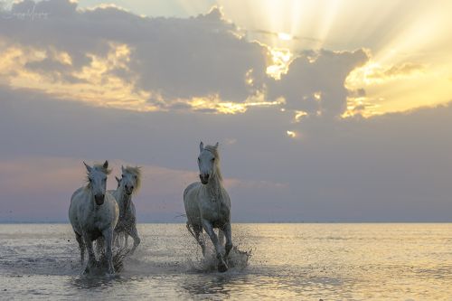 Camargue horses.